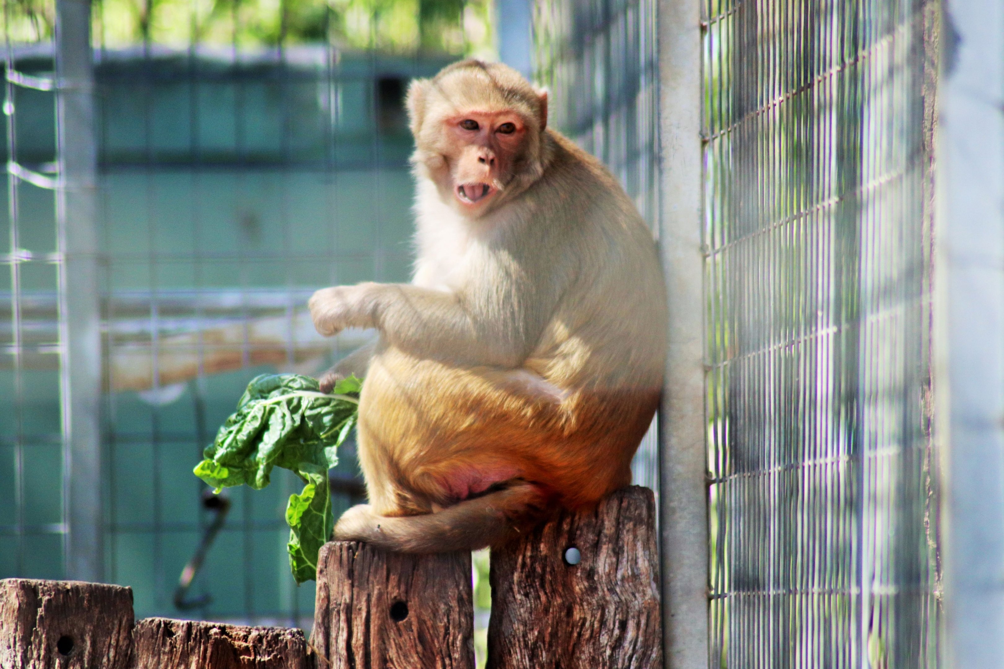 Rhesus Macaque (Macaca mulatta)