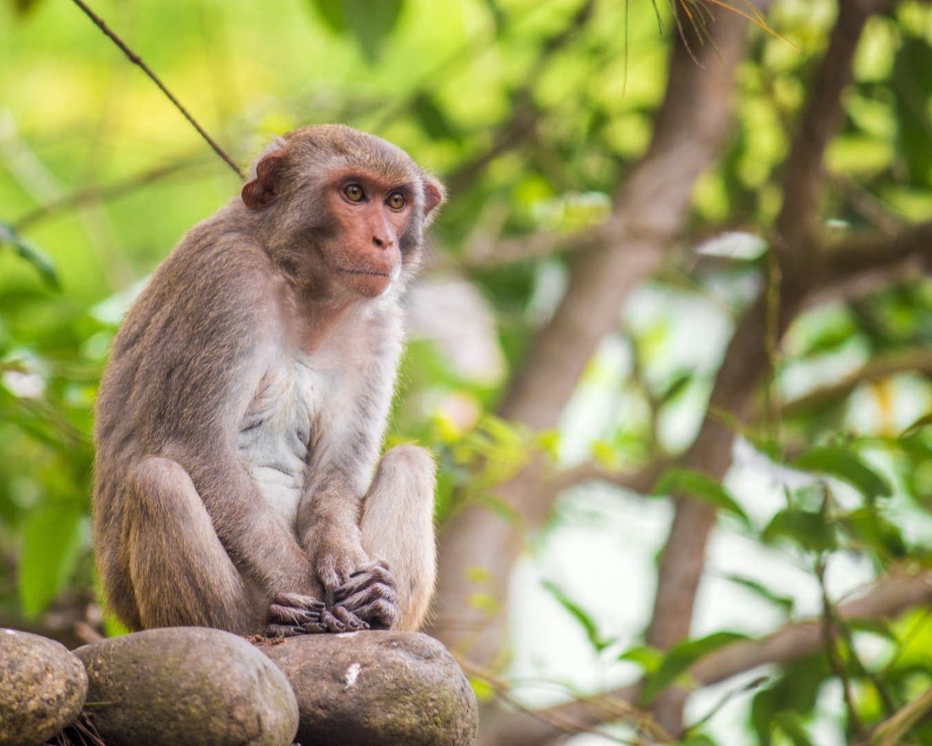 Rhesus macaque, Macaca mulatta