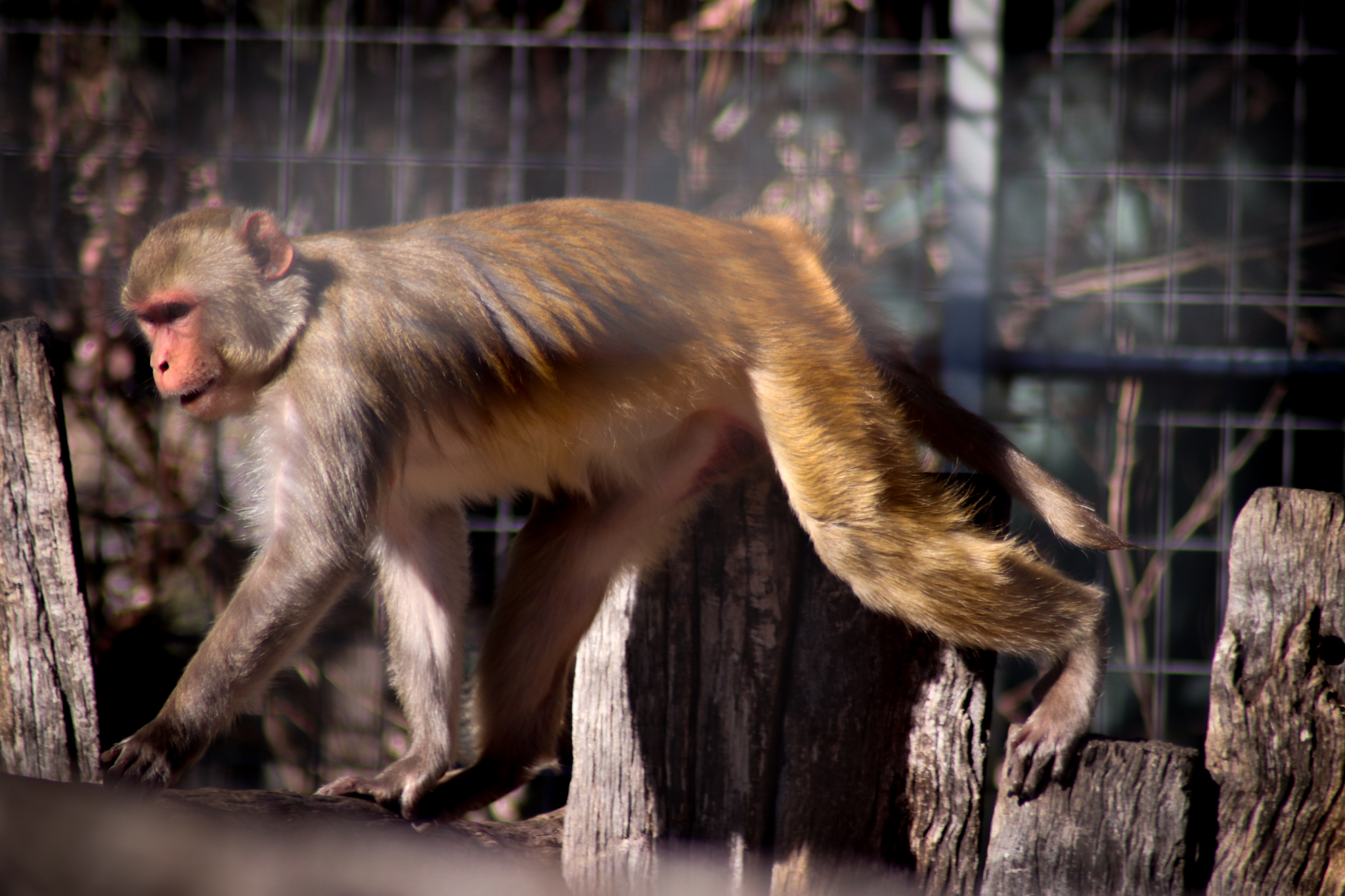 Rhesus Macaque (Macaca mulatta)