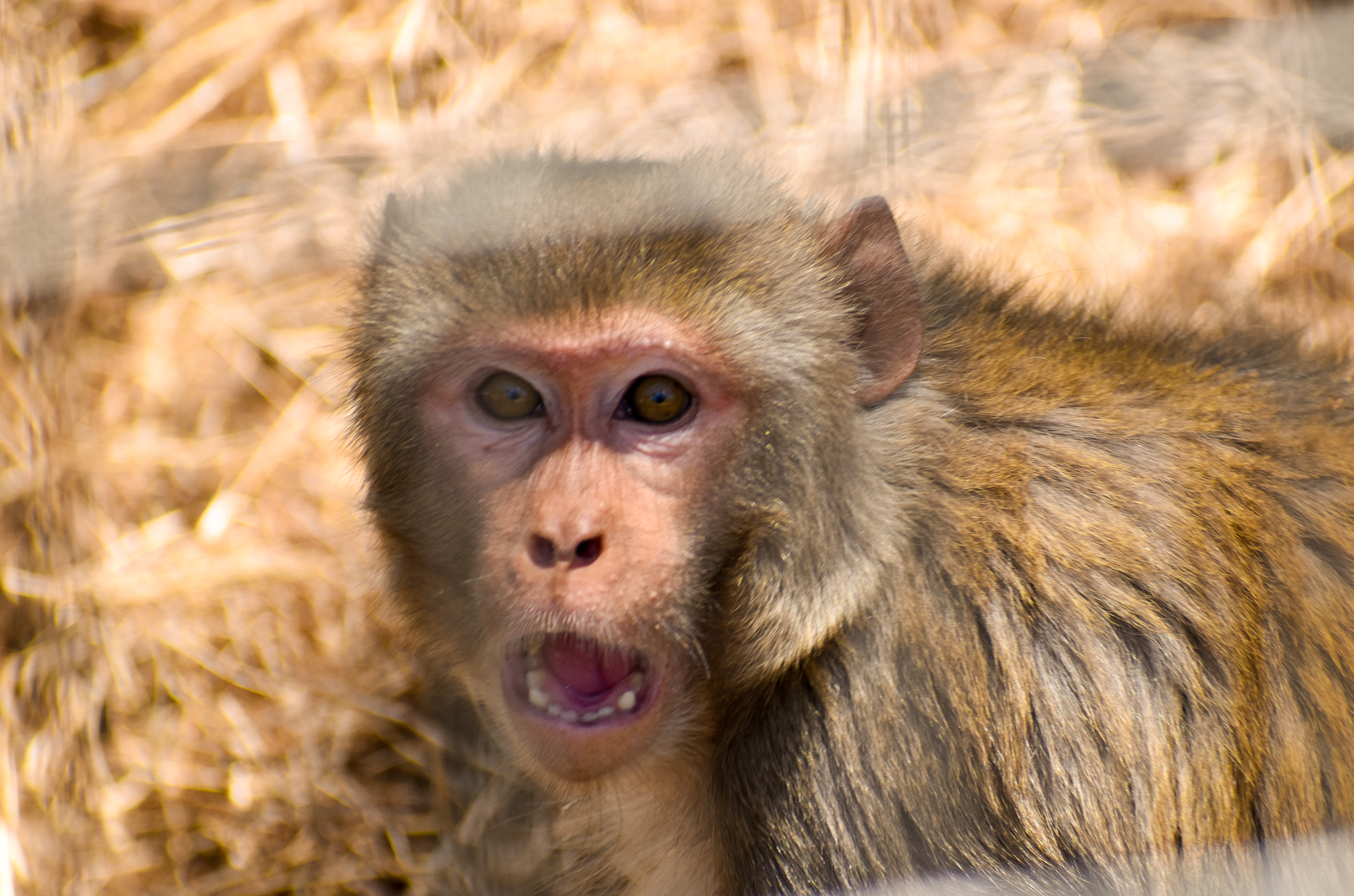 Rhesus Macaque (Macaca mulatta)