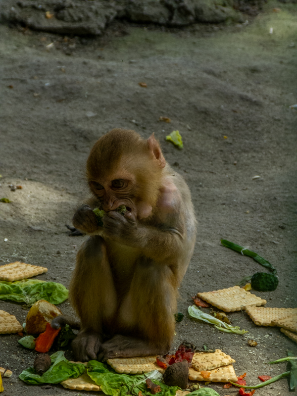 rhesus macaque (Macaca mulatta)