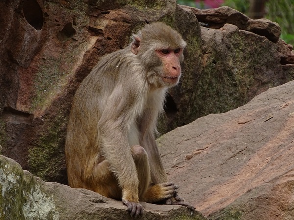 Rhesus macaque (Macaca mulatta)