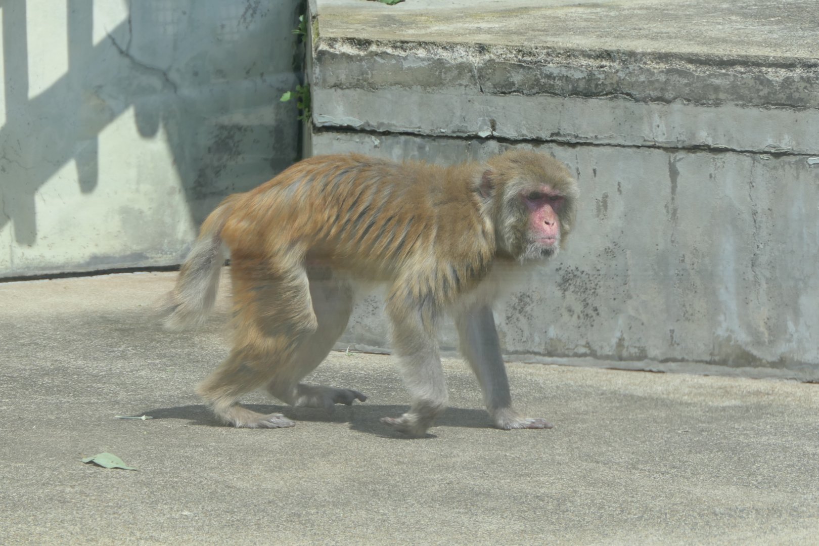 Rhesus Macaque (Macaca mulatta)