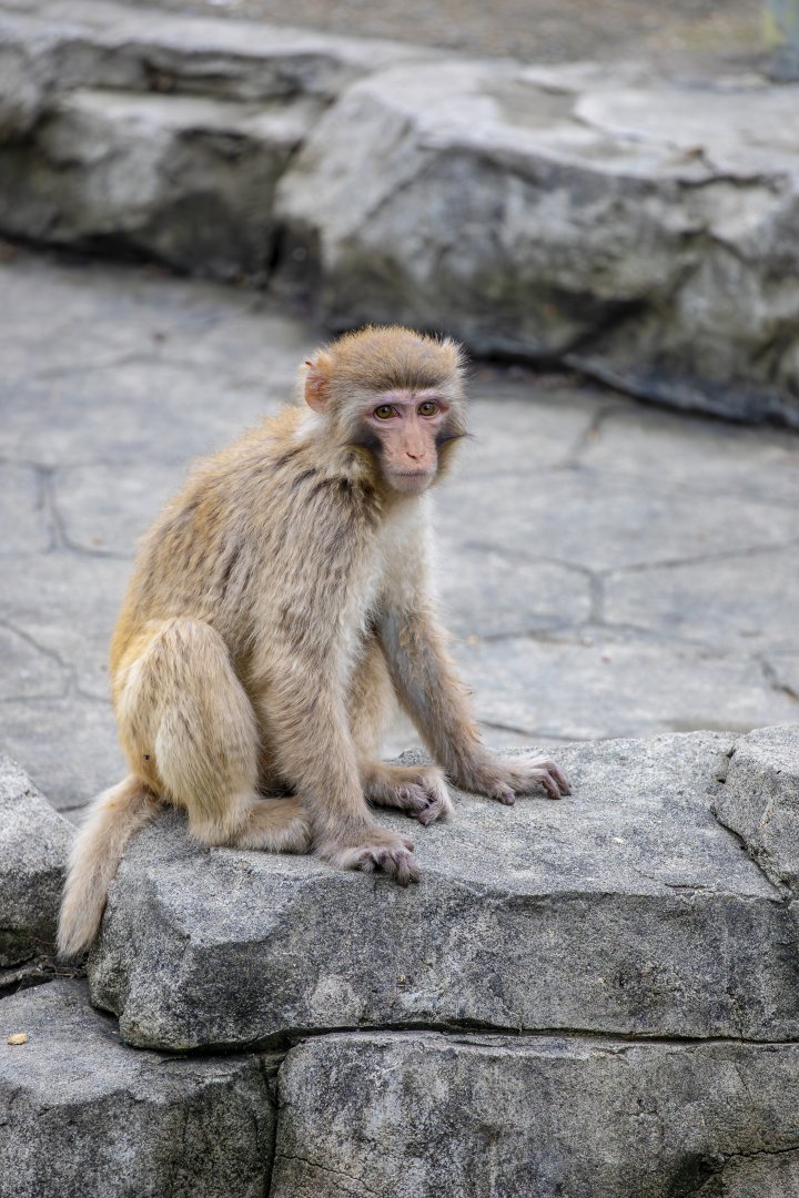 rhesus macaque (Macaca mulatta)