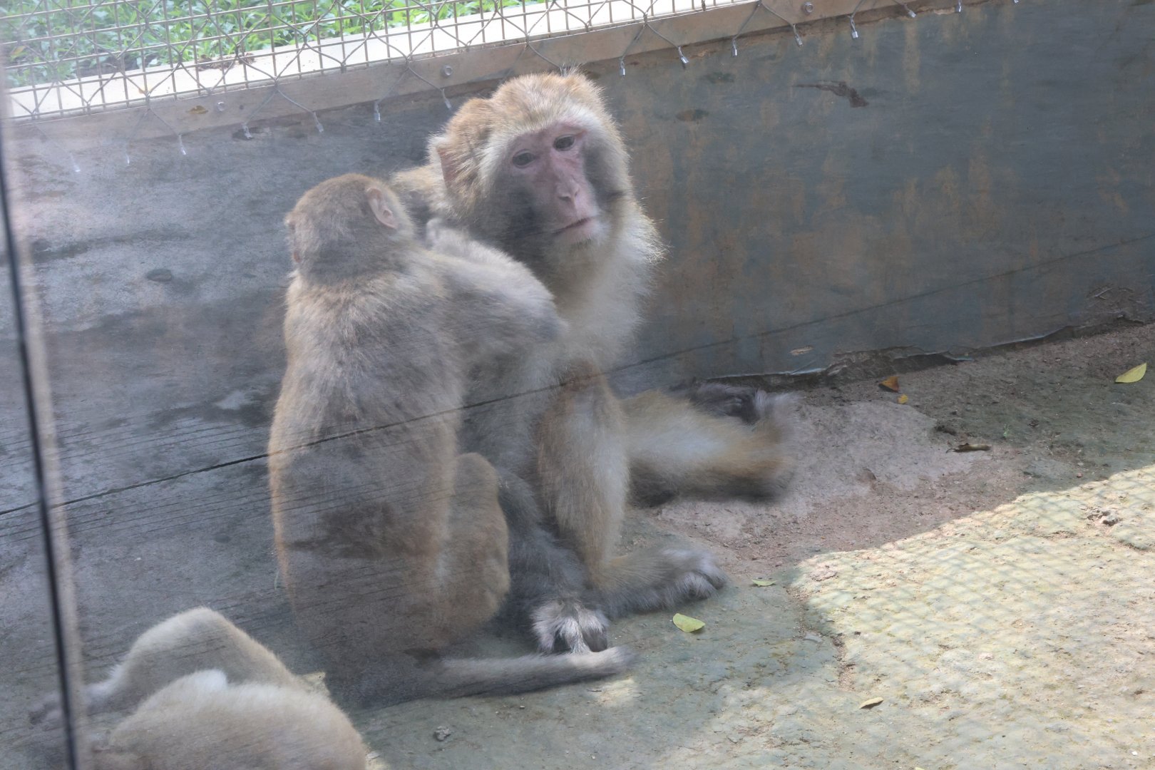 Rhesus macaque (Macaca mulatta)