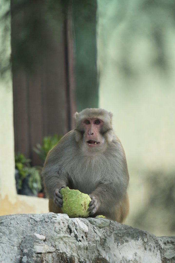 Rhesus macaque Macaca mulatta