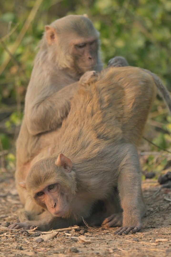 Rhesus macaque Macaca mulatta