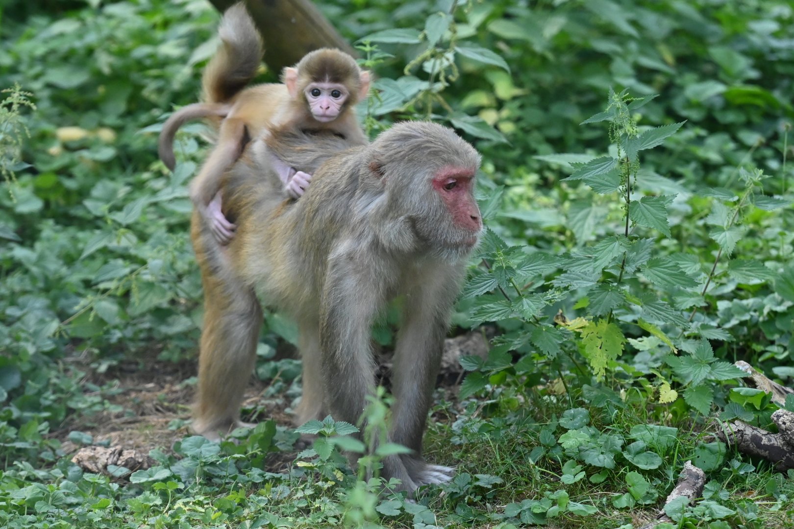Rhesus macaque Macaca mulatta