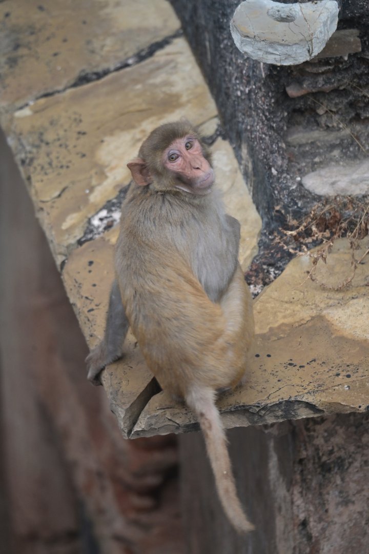 Rhesus macaque Macaca mulatta