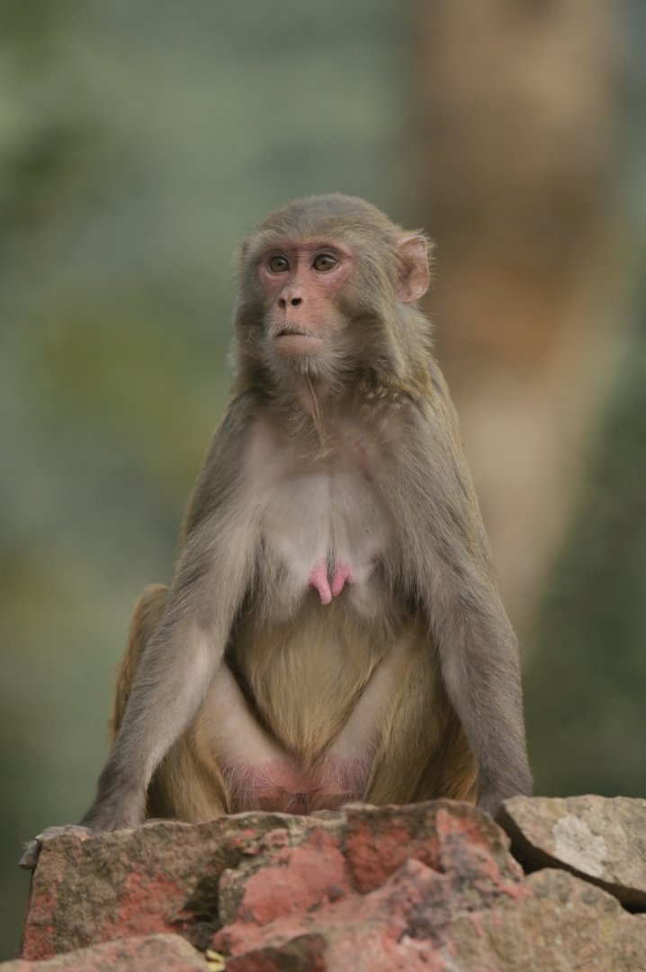 Rhesus macaque Macaca mulatta