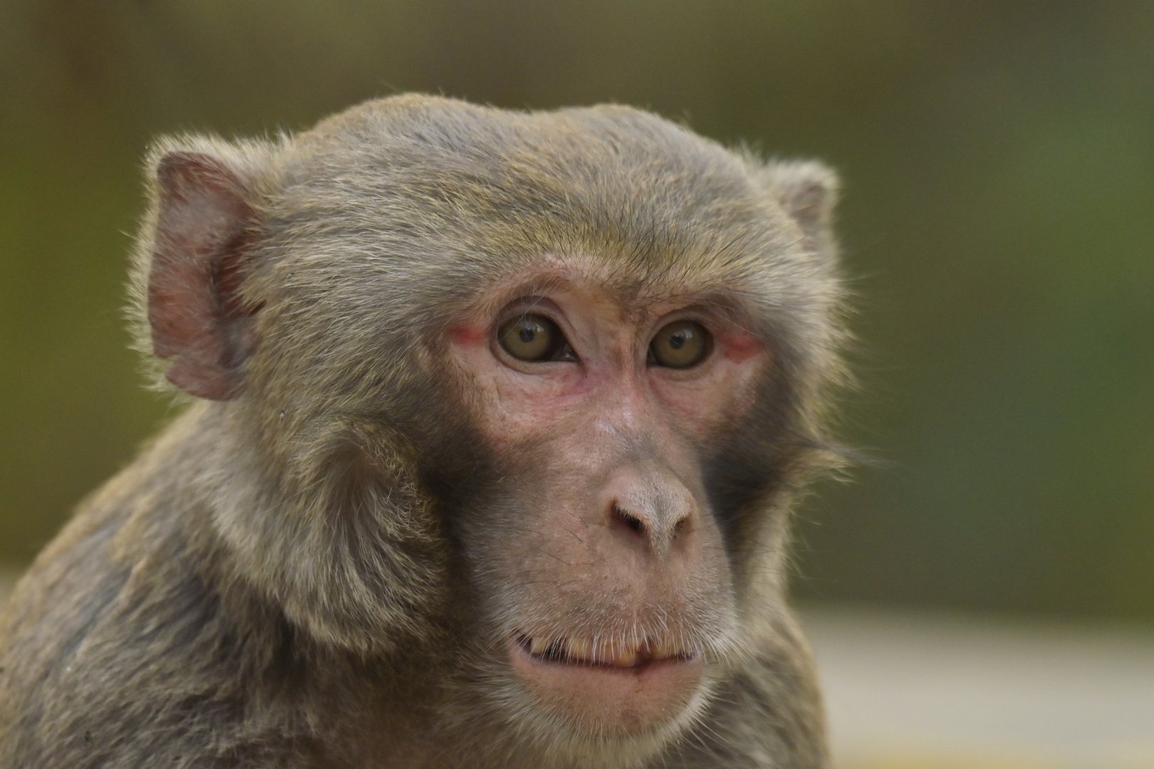 Rhesus macaque Macaca mulatta