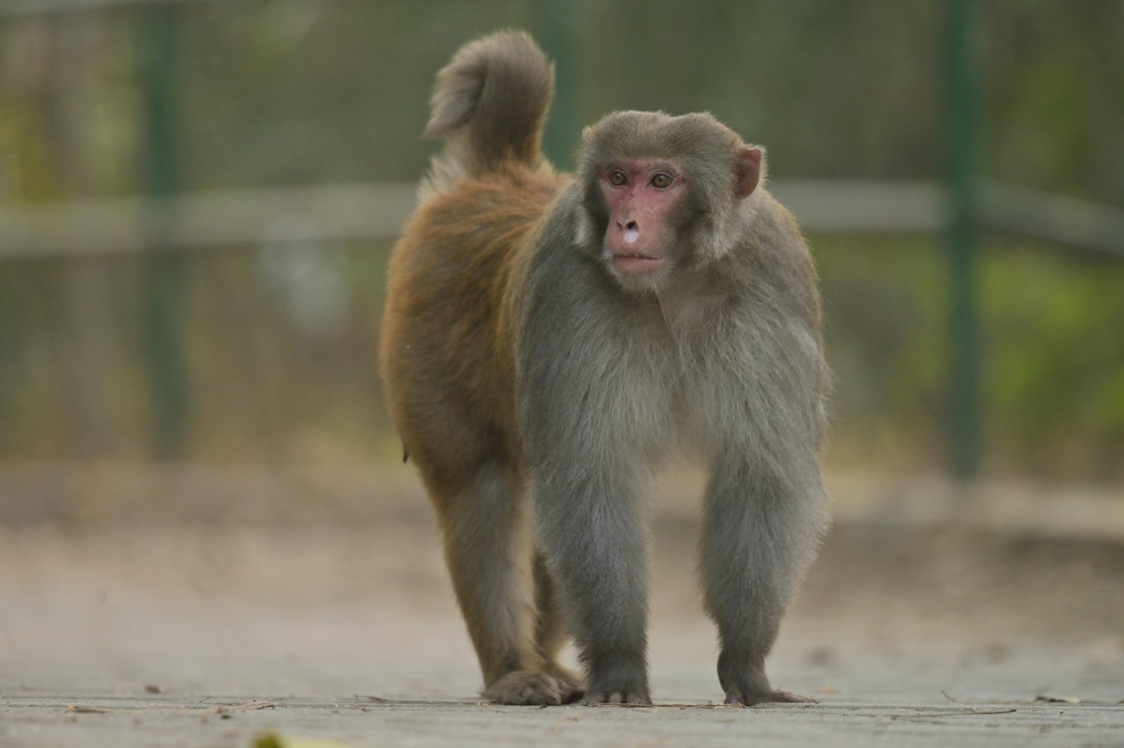 Rhesus macaque Macaca mulatta