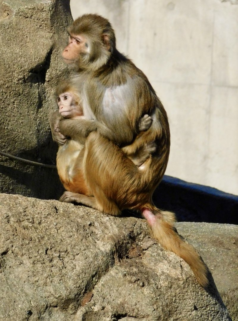 Rhesus Macaque Mother and Child (Macaca mulatta) - Tobu Zoo November 15, 2025