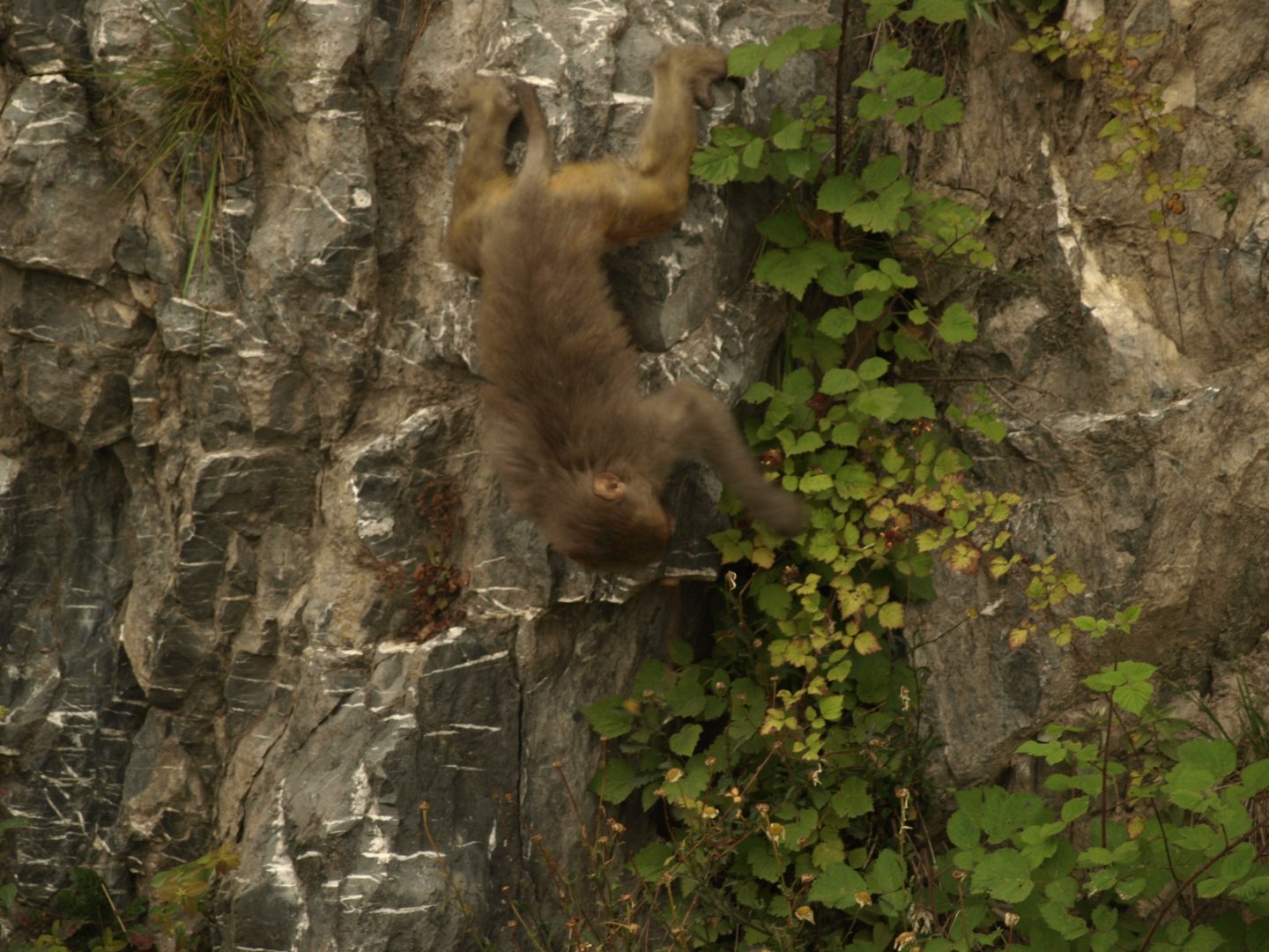Rhesus macaque - Nathia Gali 10/7/2018