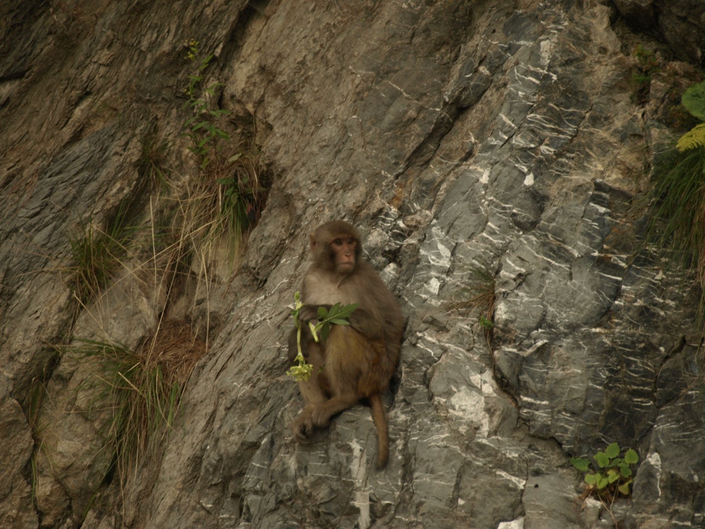 Rhesus macaque - Nathia Gali 10/7/2018