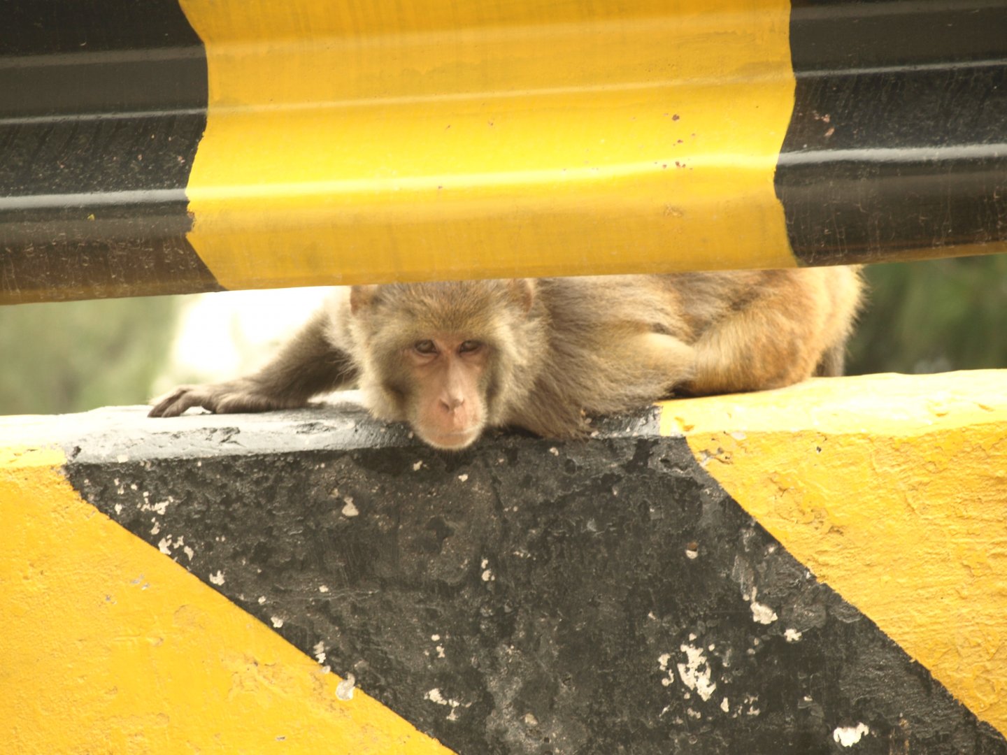 Rhesus macaque - Nathia Gali 10/7/2018