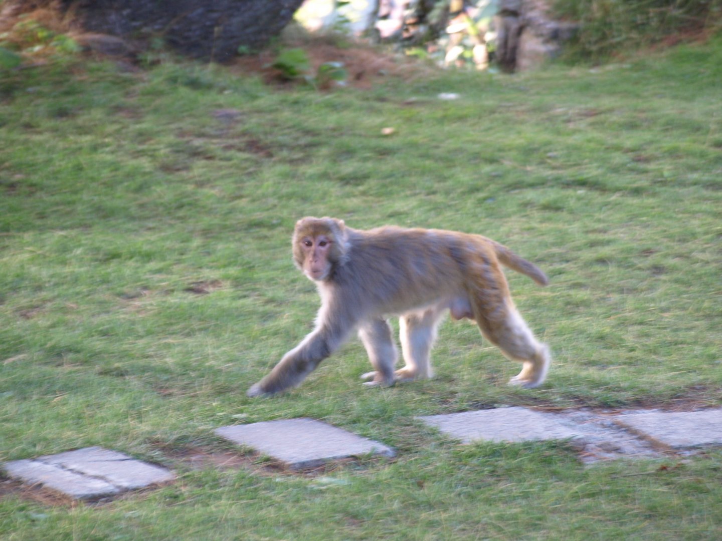 Rhesus macaque - Nathia Gali 6/7/2018