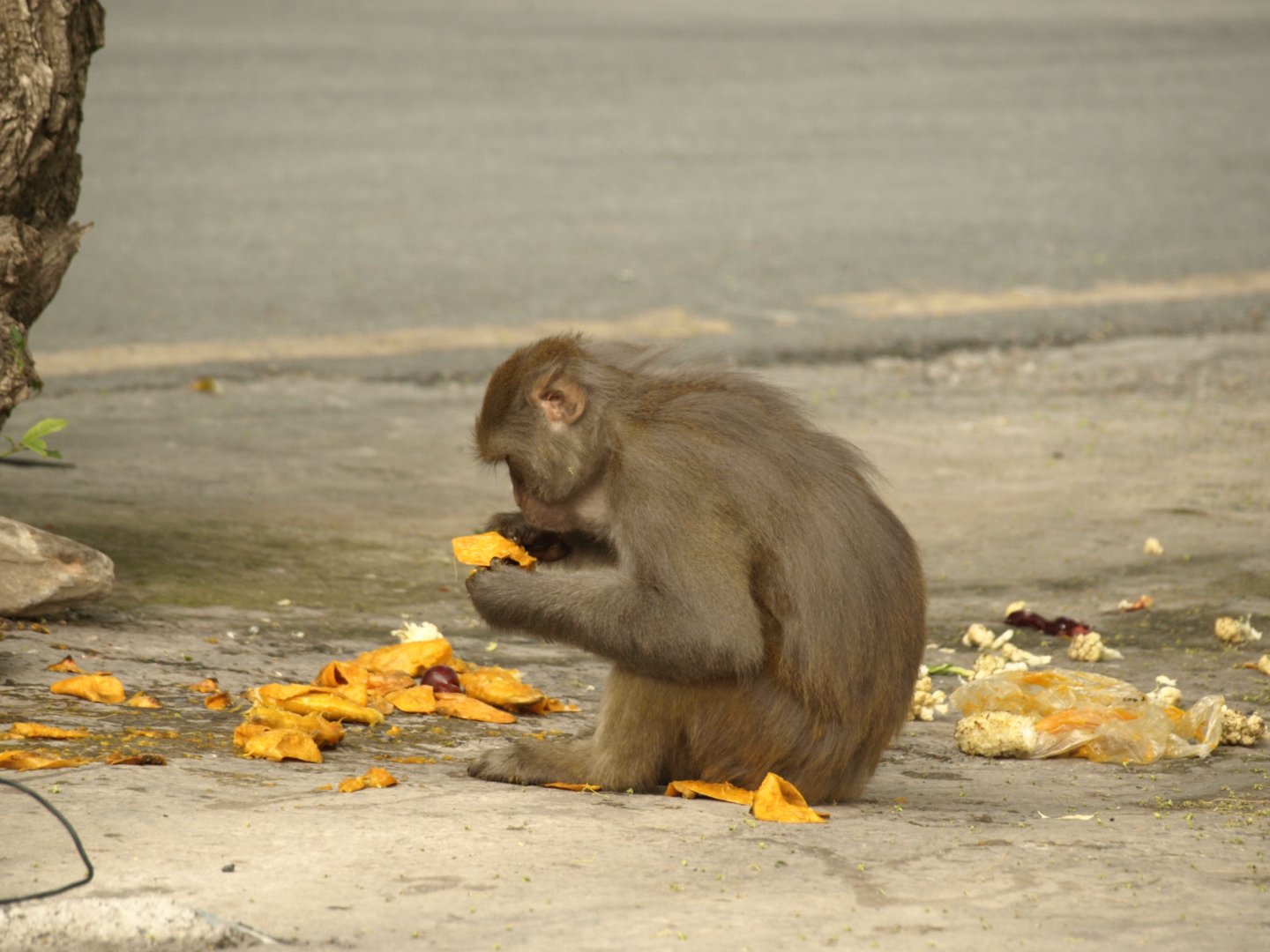 Rhesus macaque - Nathia Gali 9/7/2018