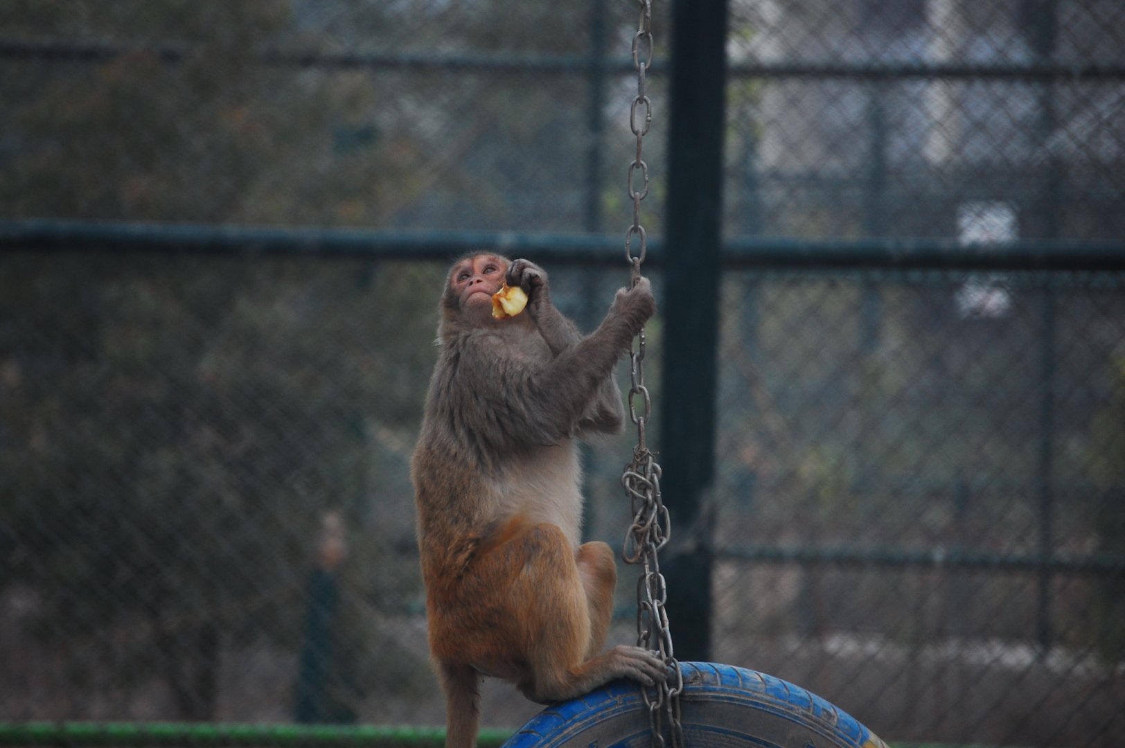 Rhesus macaque - Peshawar zoo 12/14/2019