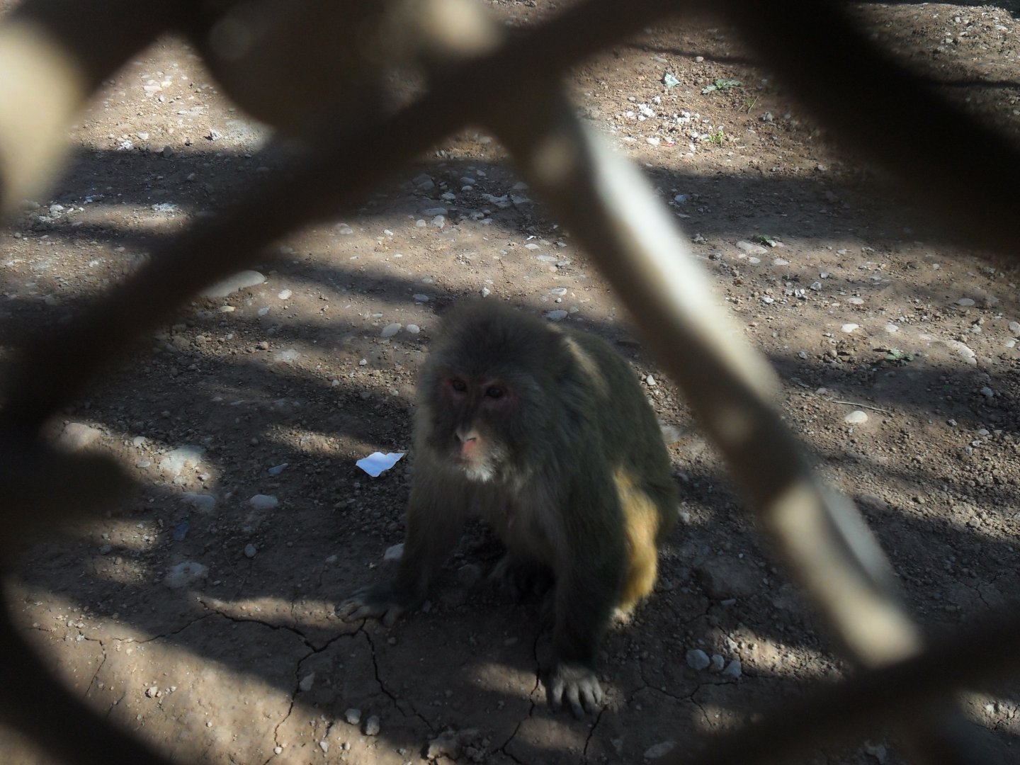 Rhesus macaque - Peshawar zoo 17/2/2018