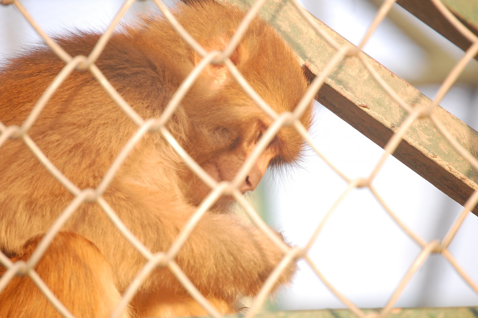 Rhesus macaque - Peshawar Zoo 20/10/2018