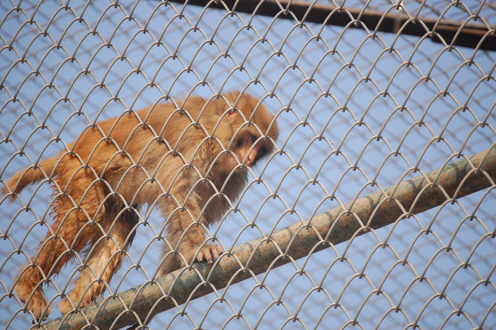 Rhesus macaque - Peshawar zoo 8/12/2018