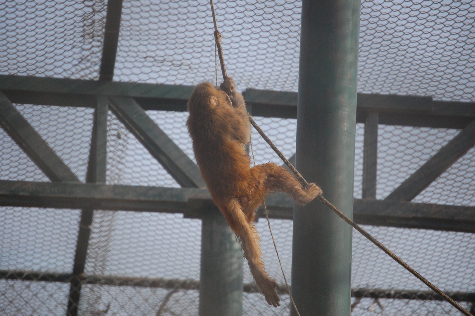Rhesus macaque - Peshawar zoo 8/12/2018