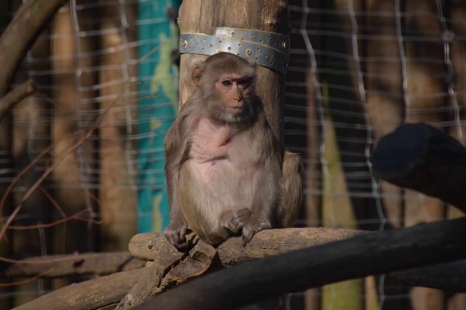 Rhesus macaque - September 2020