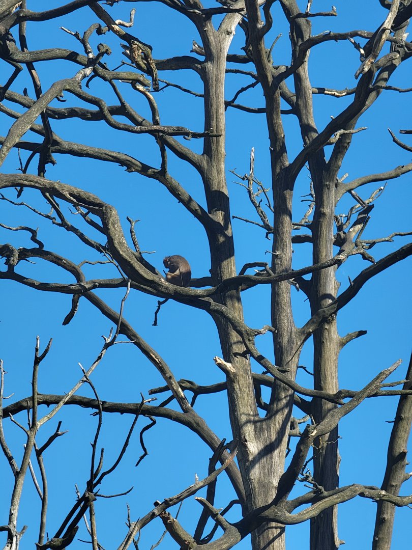 Rhesus Macaque up a tree