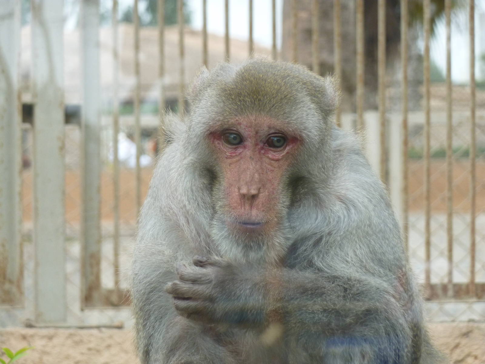 Rhesus macaque