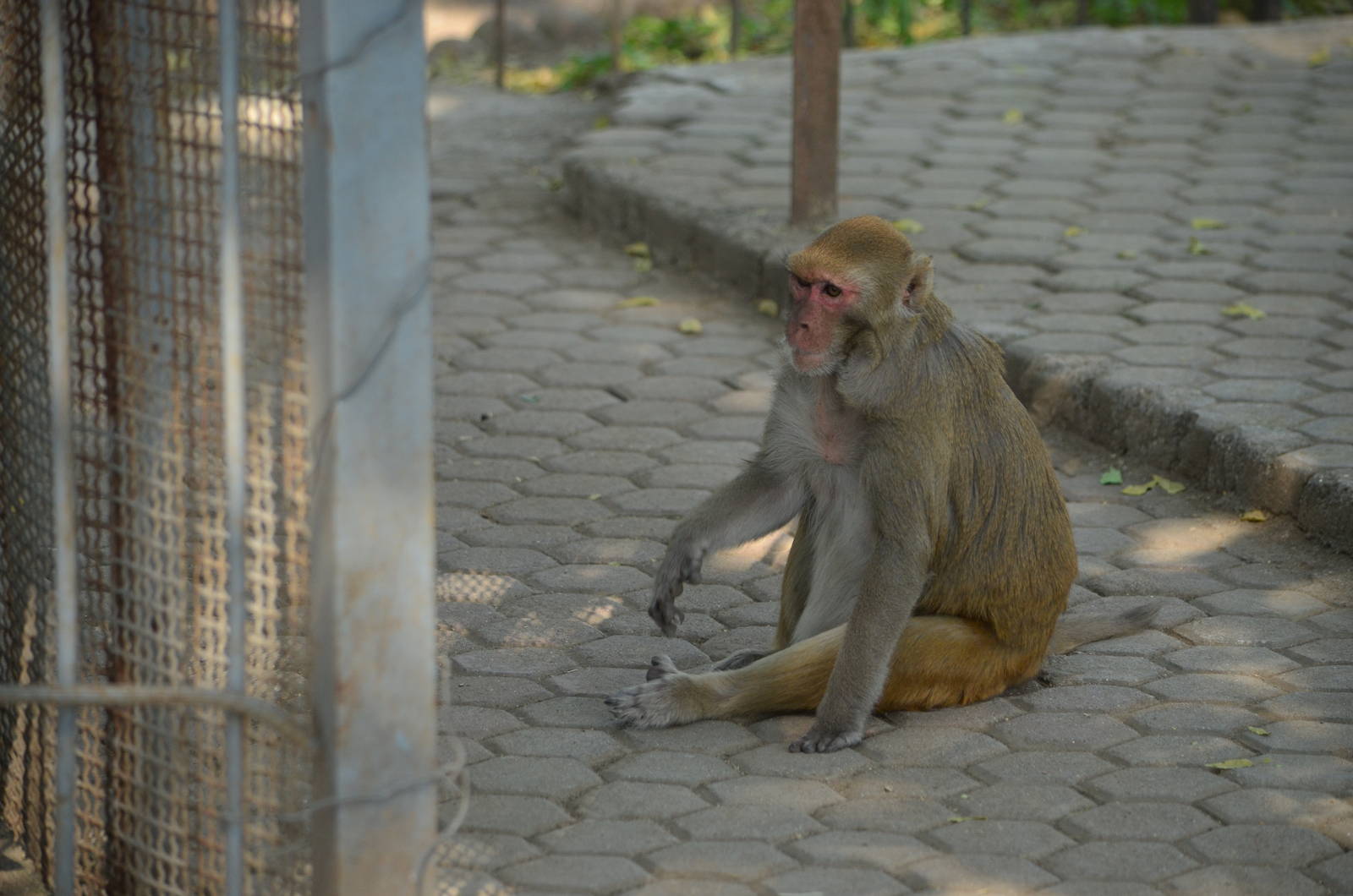 Rhesus Macaque