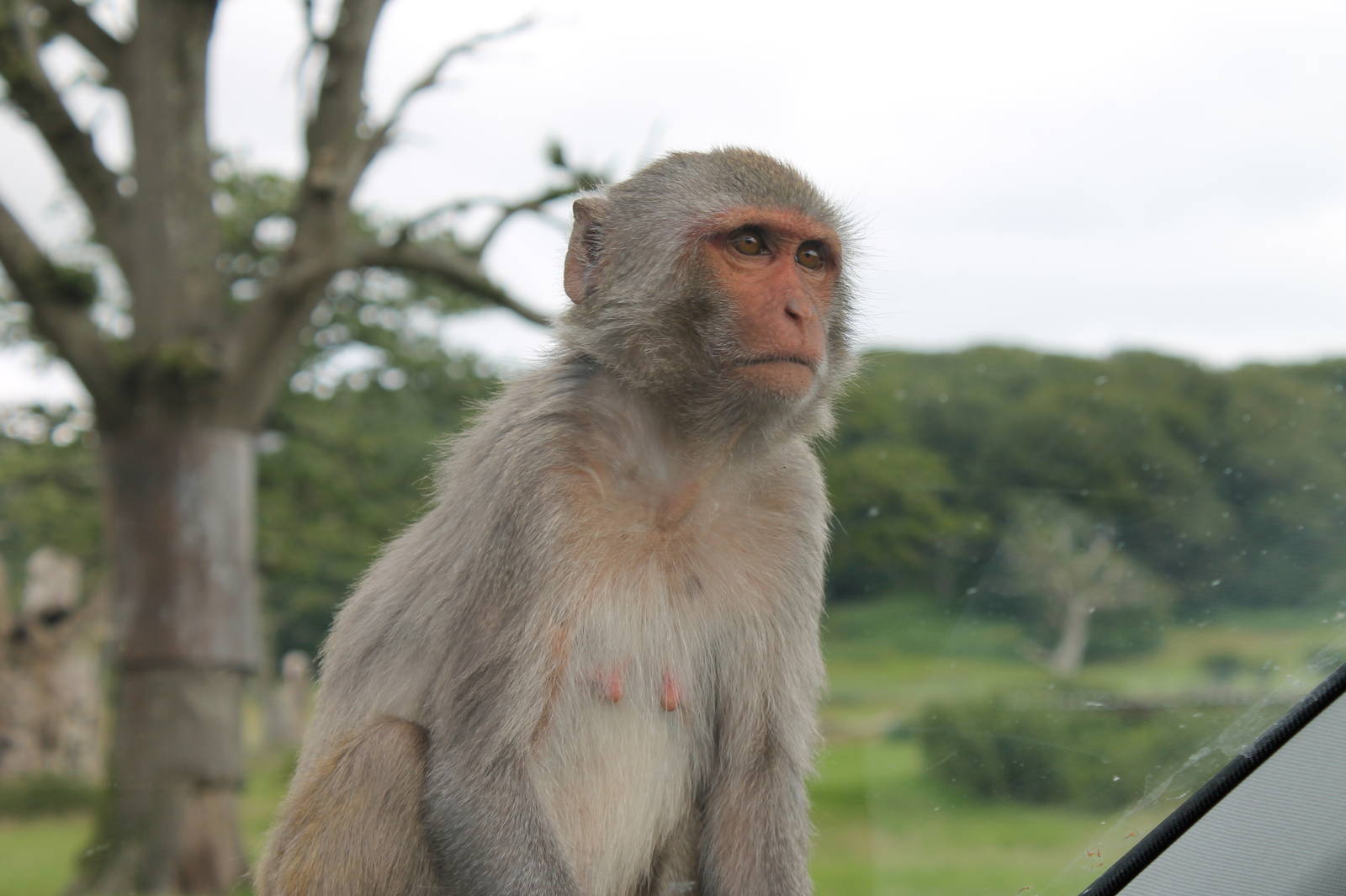 Rhesus Macaque
