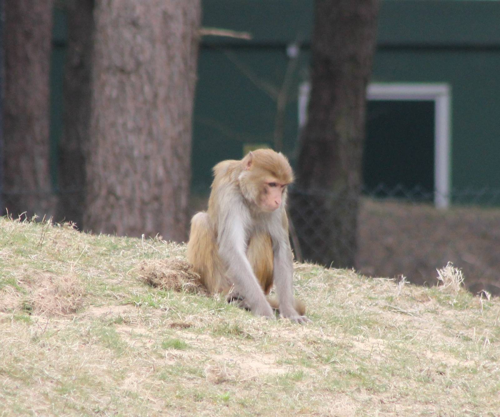 Rhesus macaque