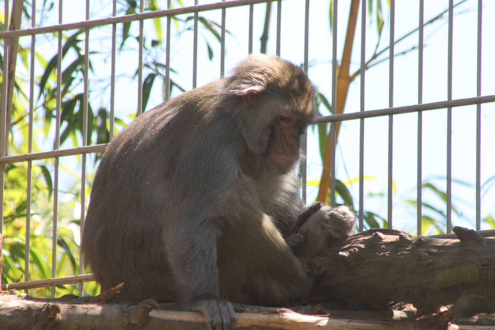 Rhesus Macaque