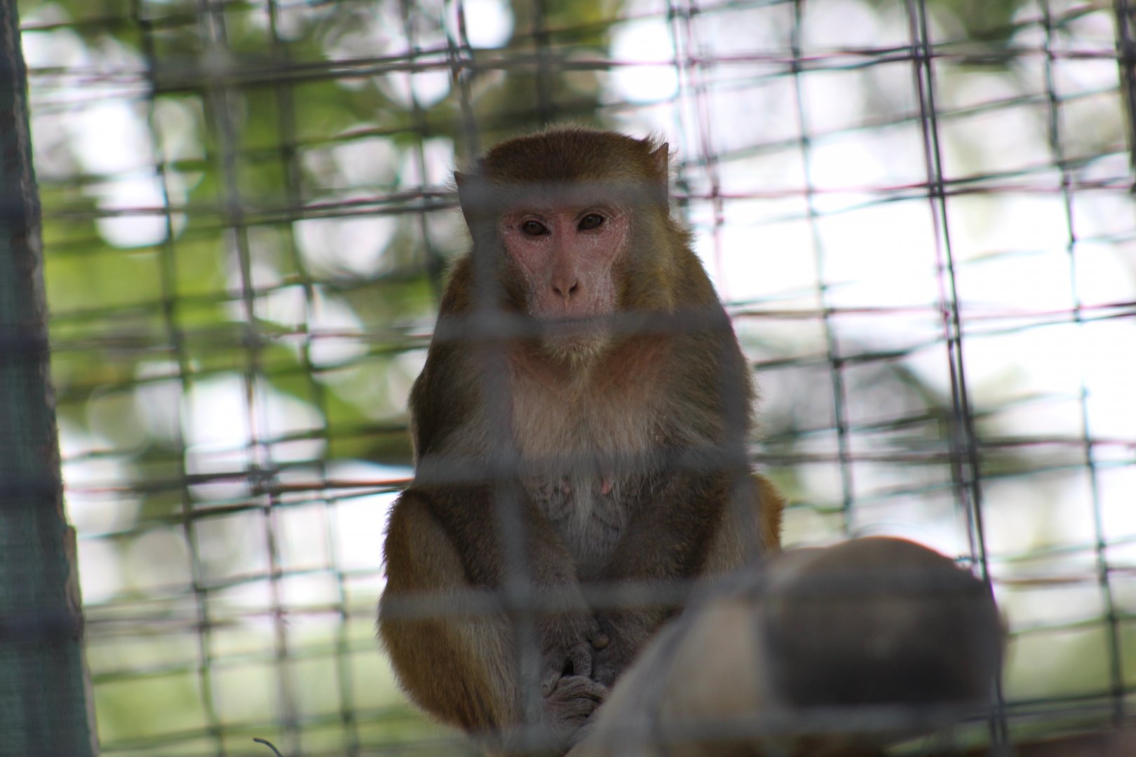 Rhesus Macaque