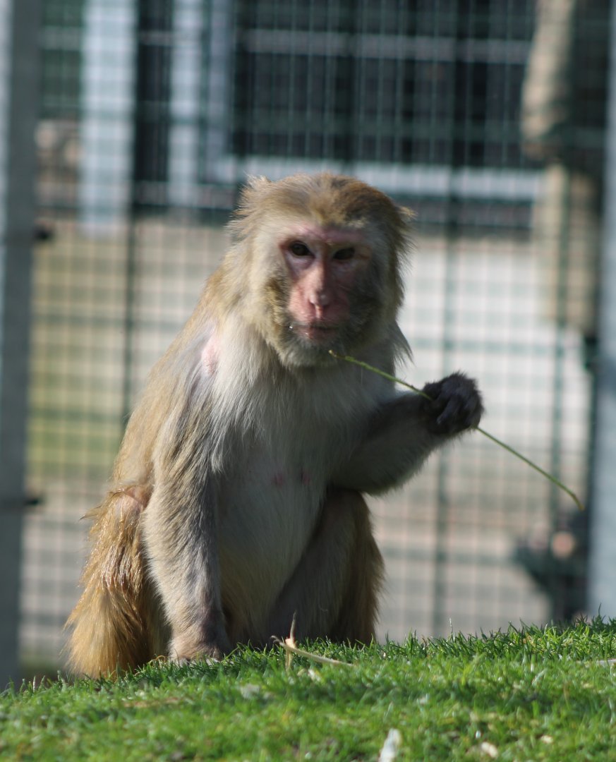 Rhesus macaque