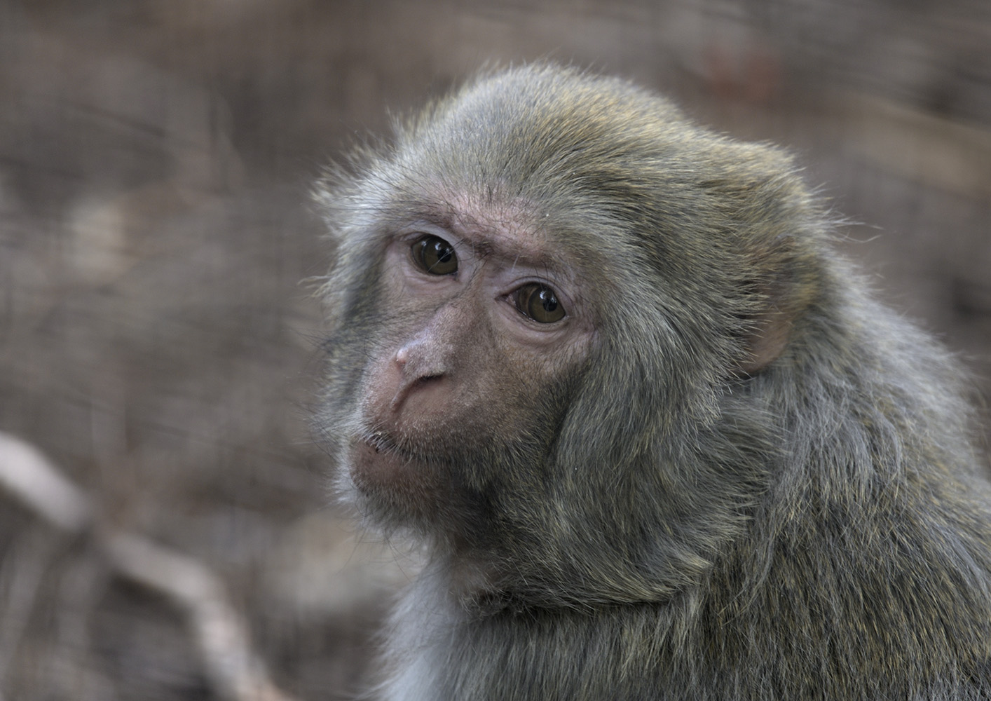 Rhesus macaque