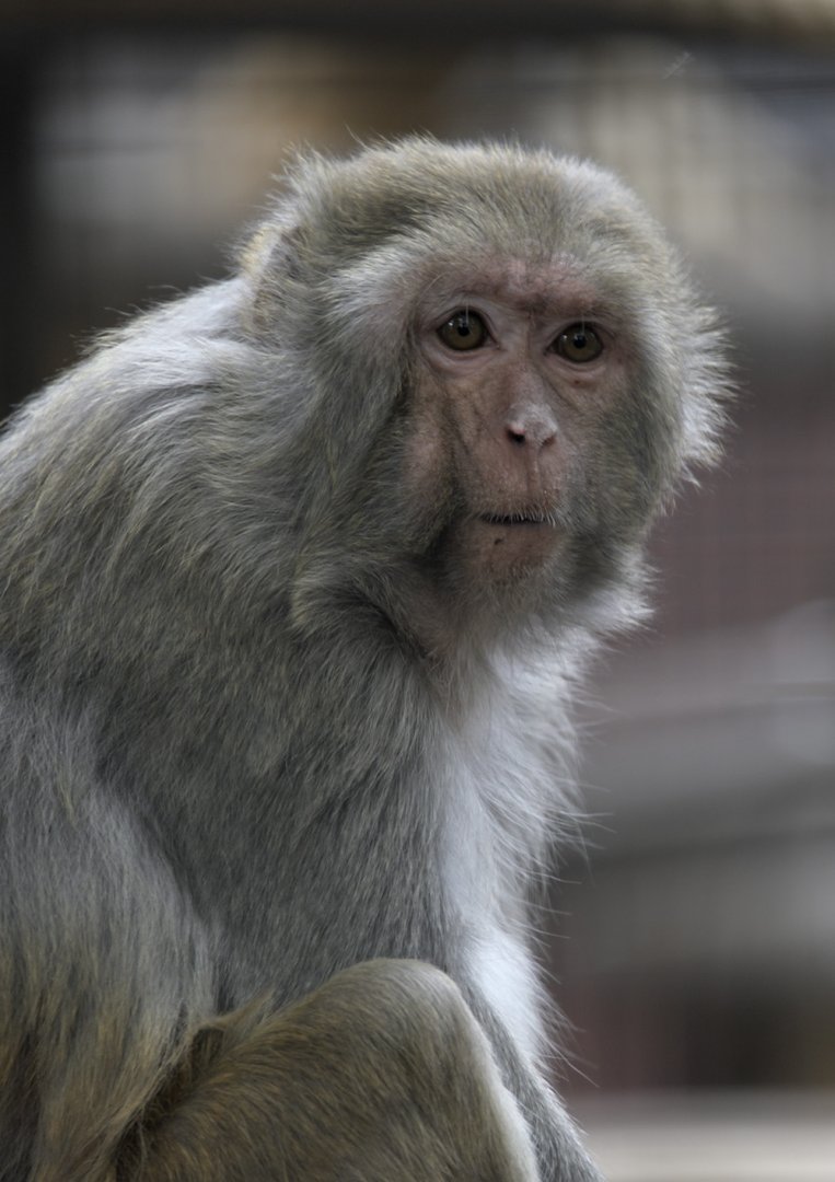 Rhesus macaque