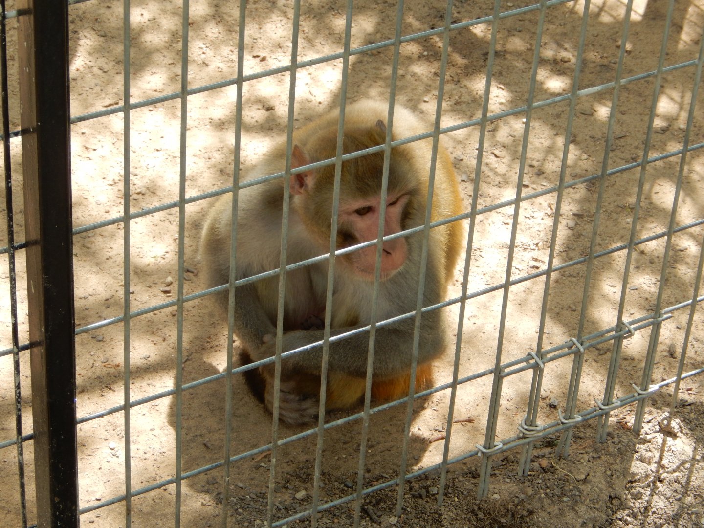 Rhesus Macaque