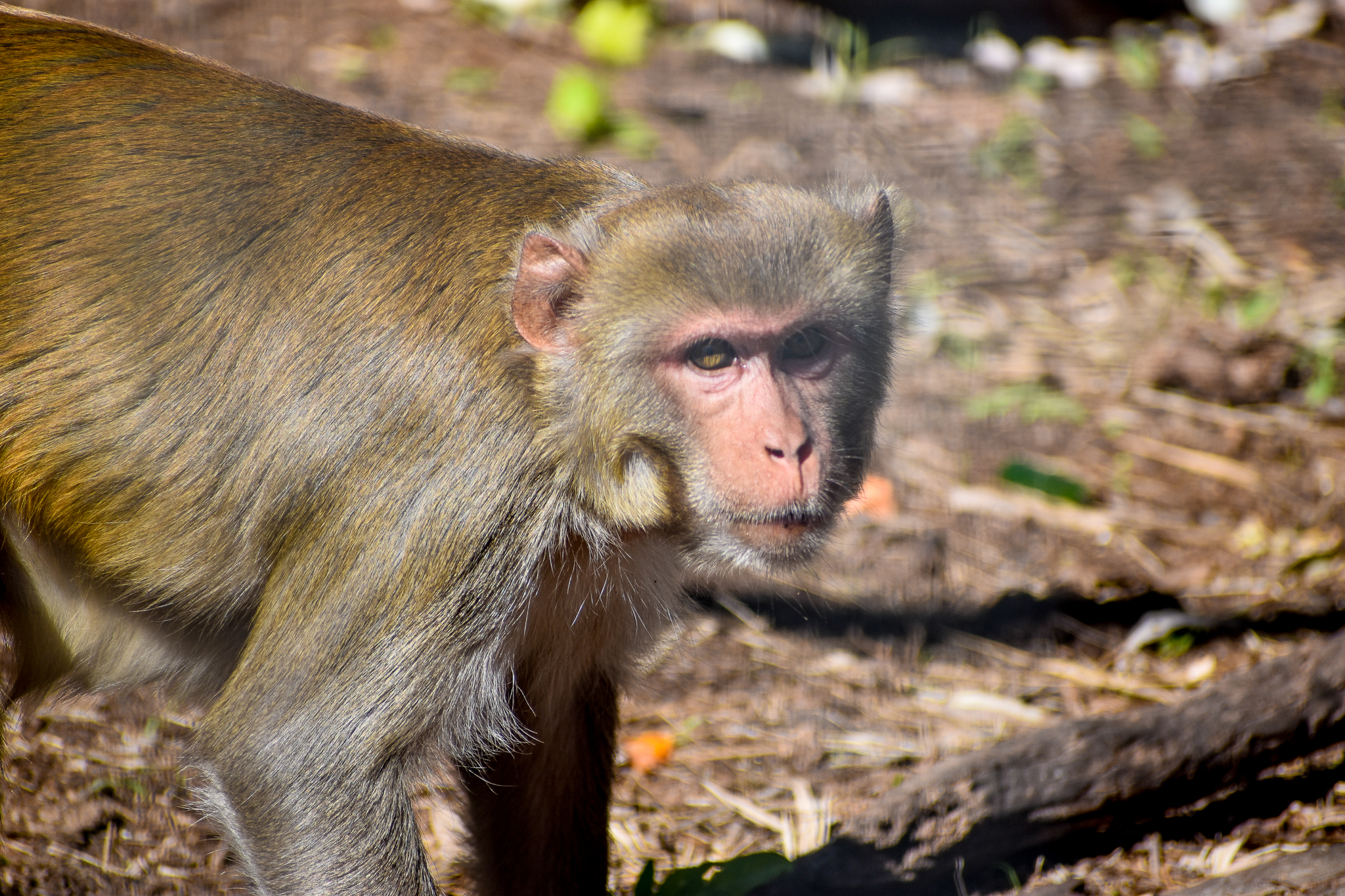 Rhesus Macaque
