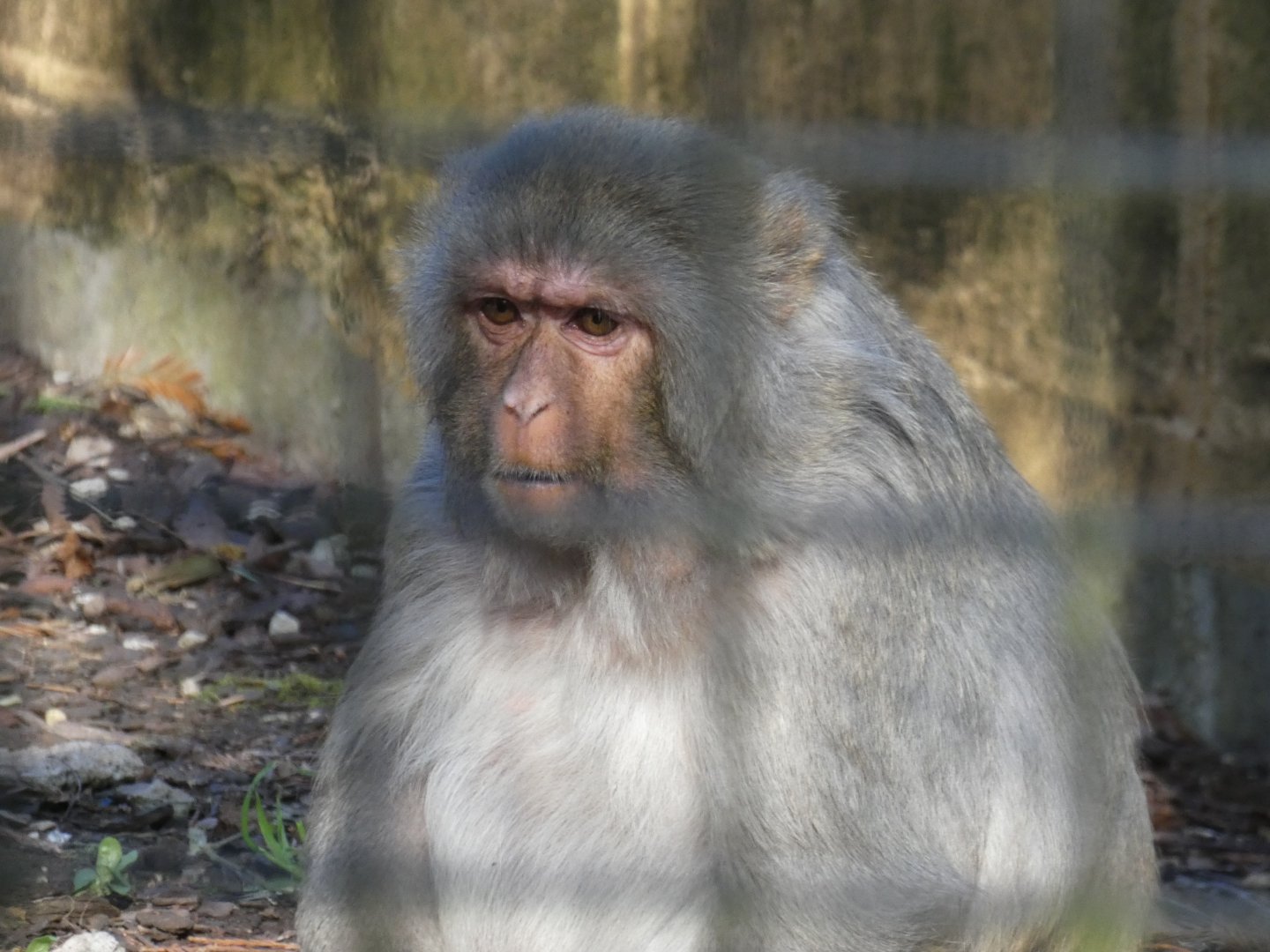 Rhesus macaque