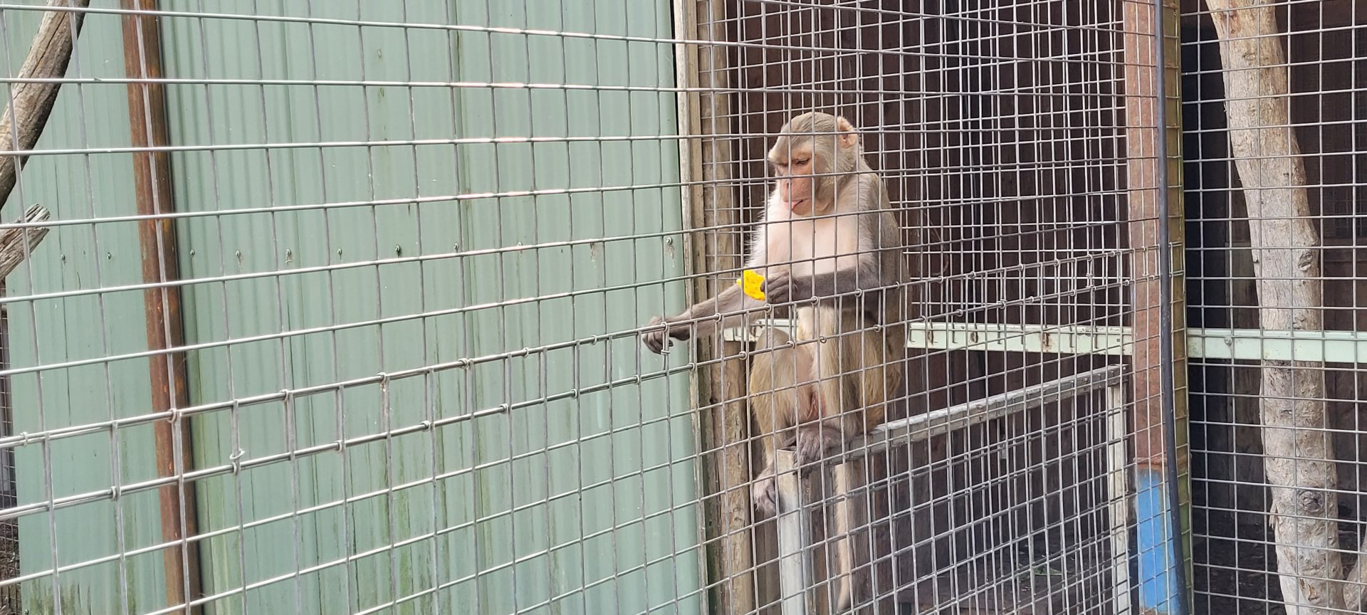 Rhesus Macaque