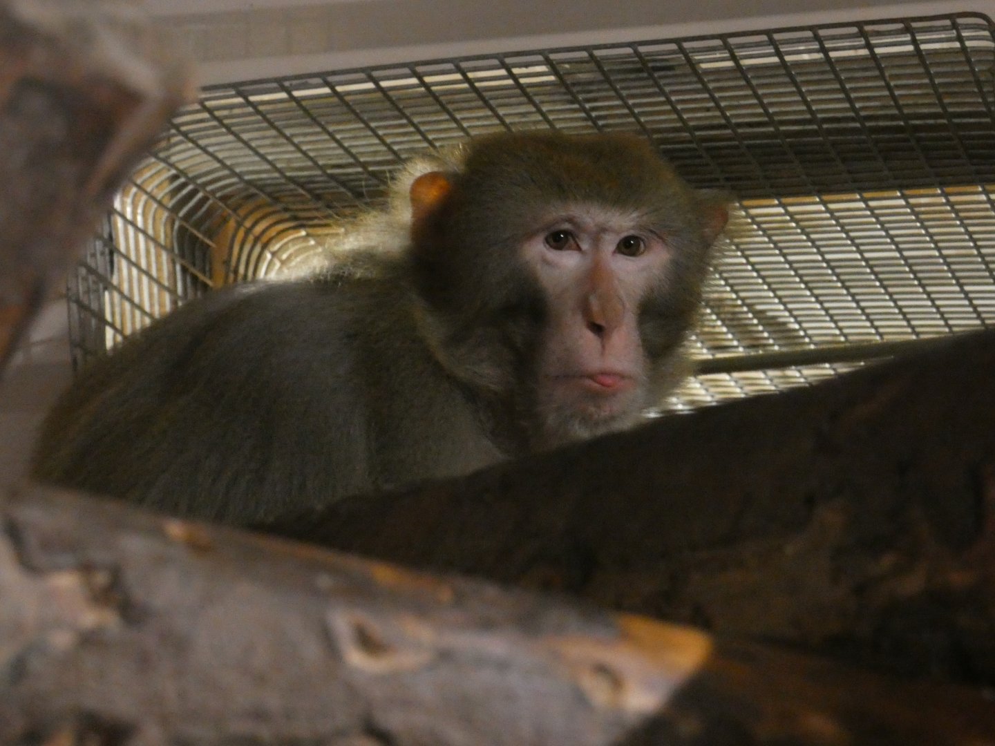 Rhesus macaque