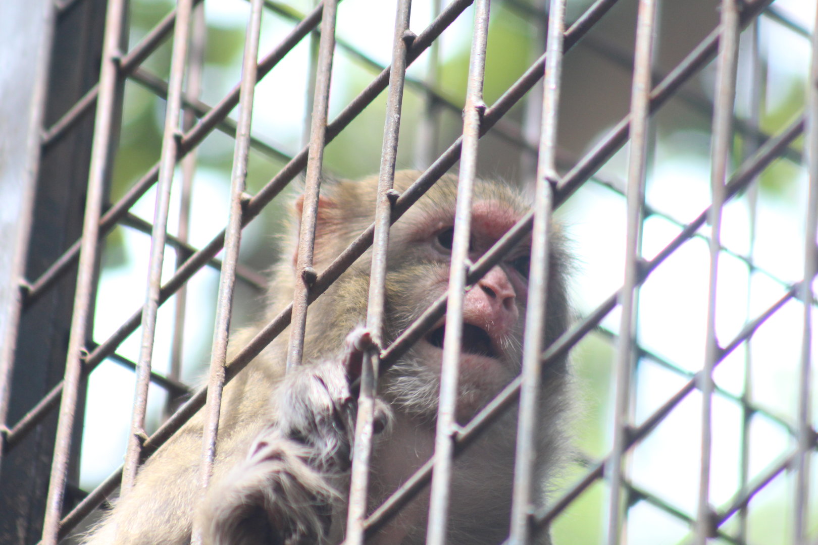 Rhesus Macaque
