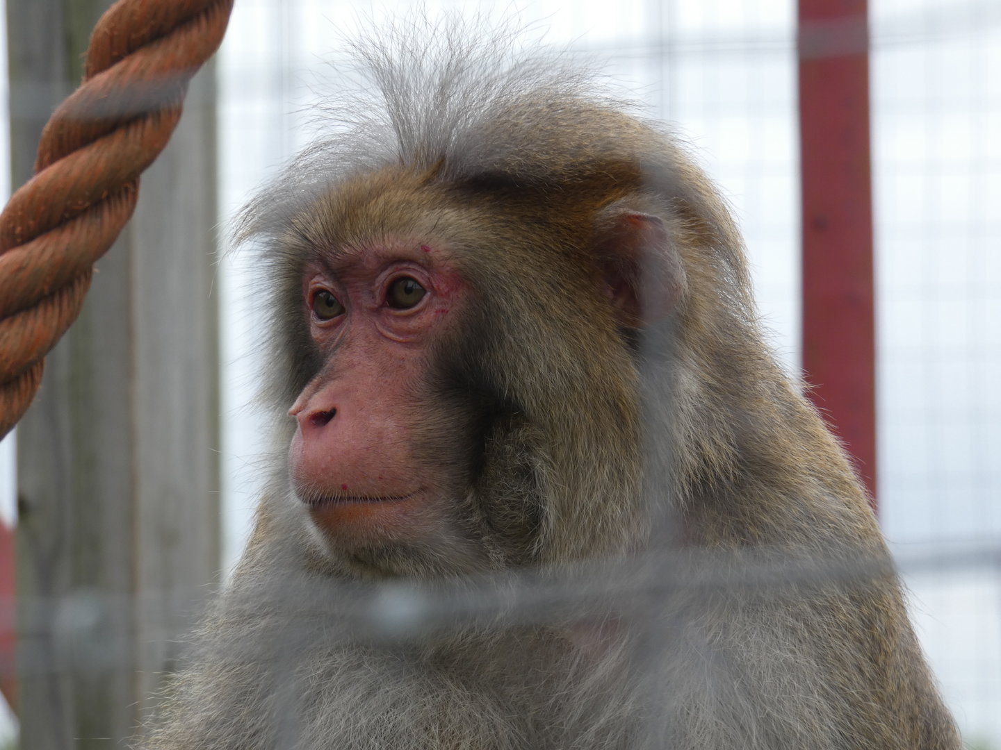 Rhesus macaque