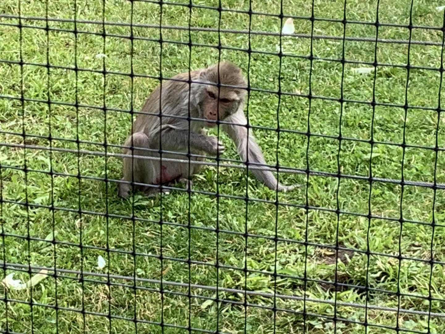 Rhesus macaque