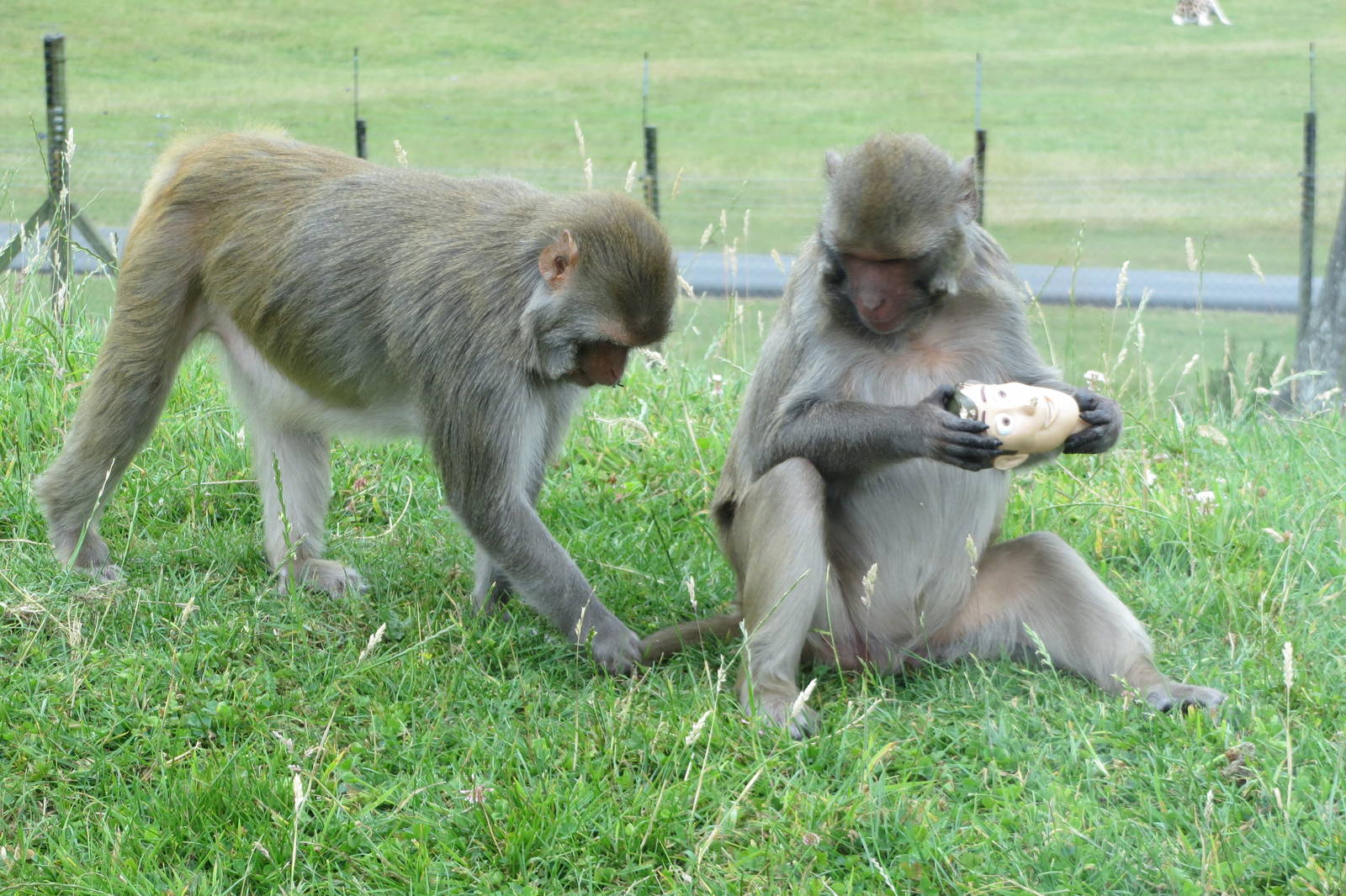 Rhesus Macaques 270713