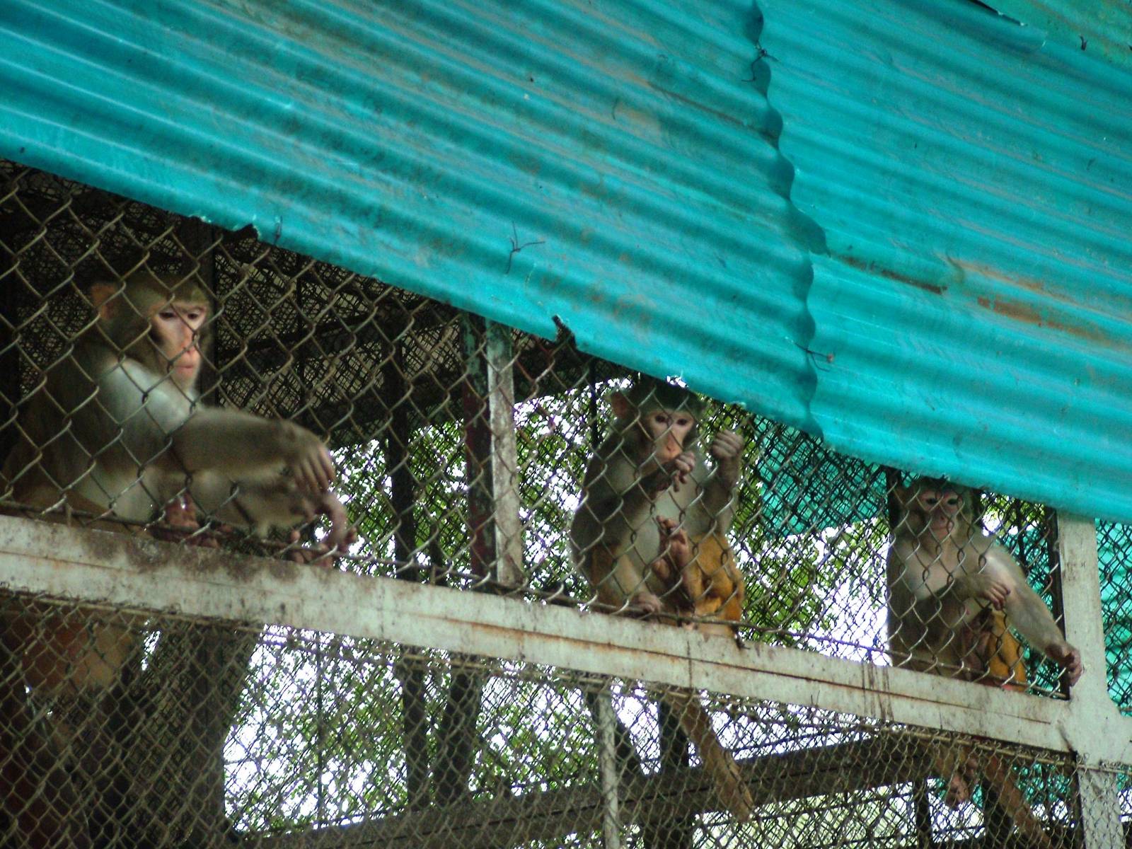 Rhesus Macaques at Hanoi Zoo, 15/03/12