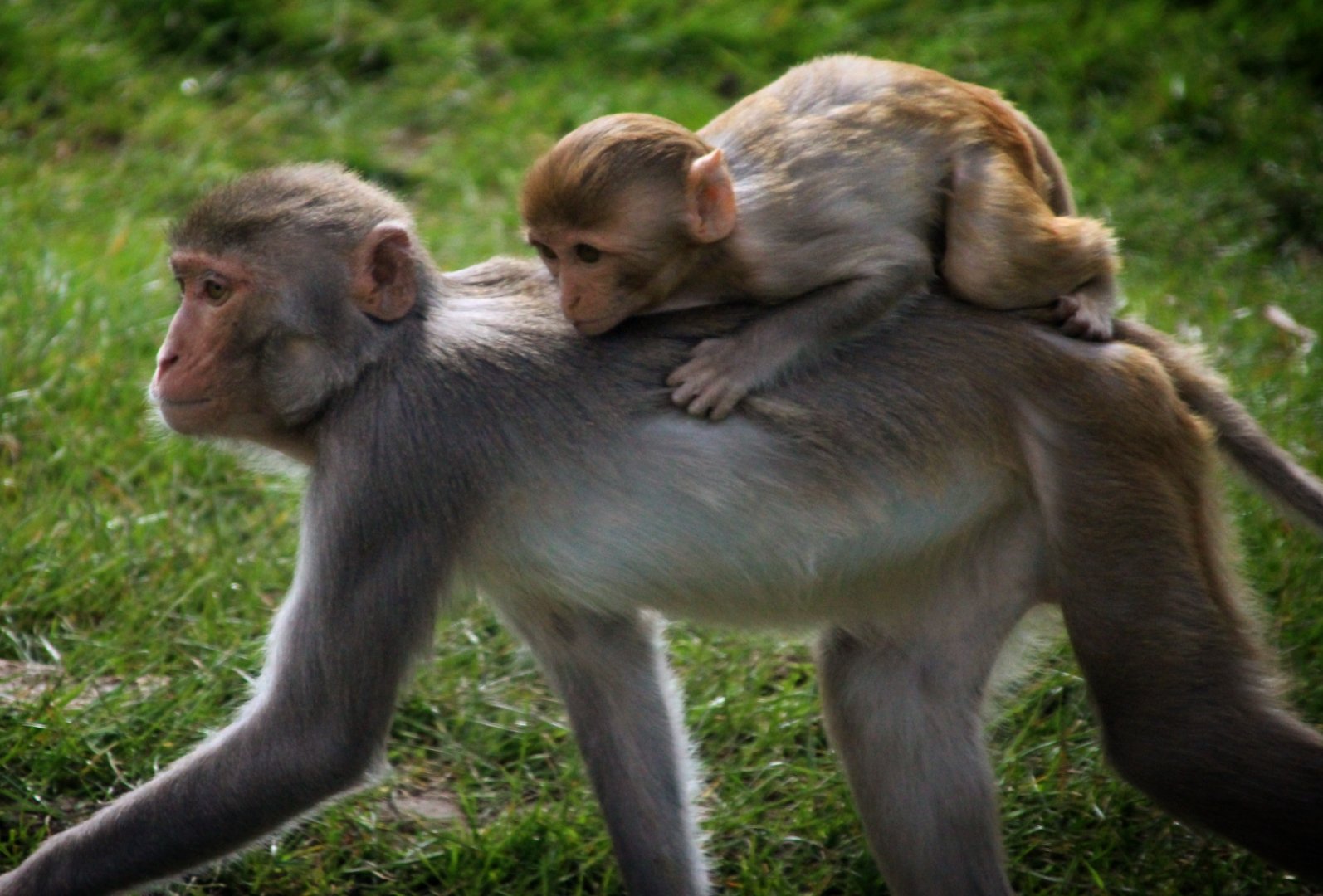 Rhesus Macaques at Longleat