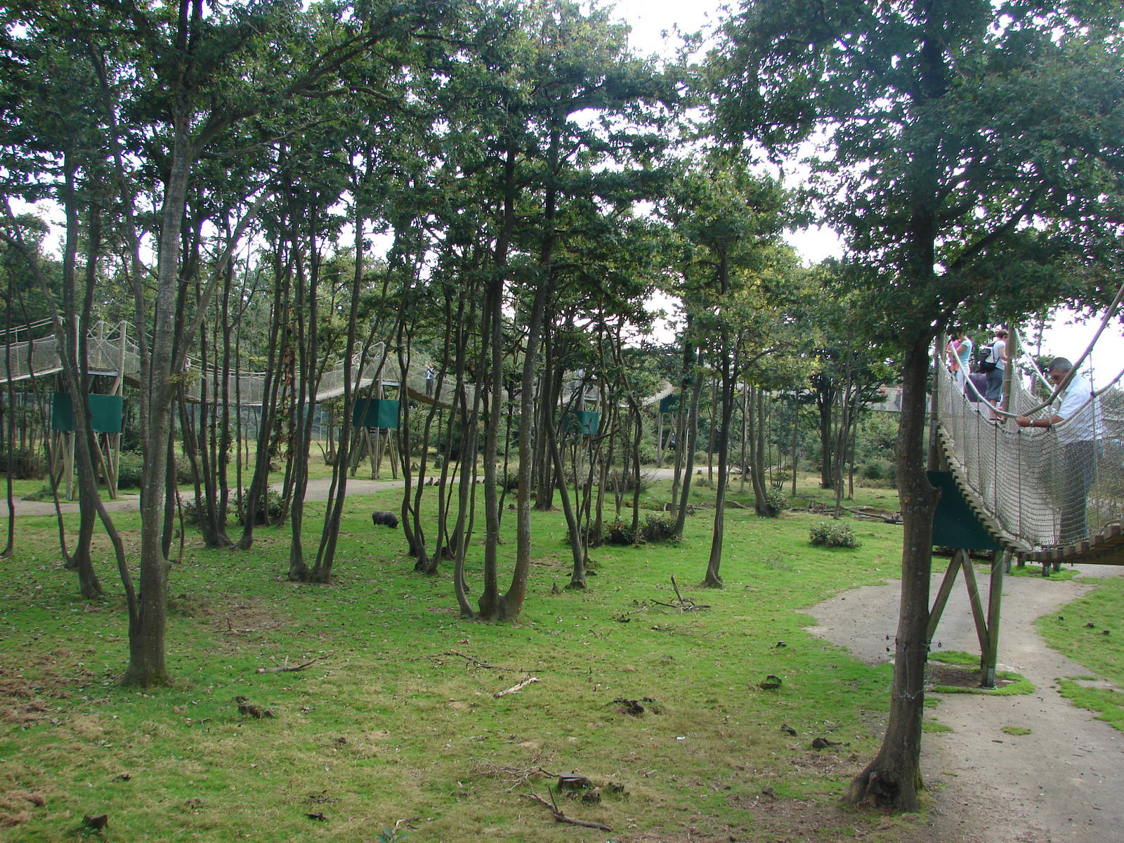 Rhesus macaques exhibit